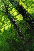 весенний лес - 1.jpg title=